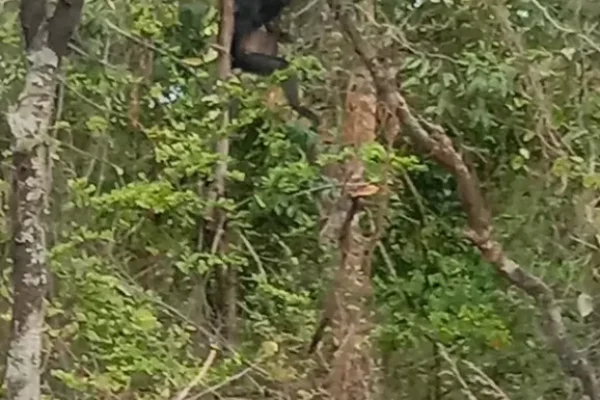 Jungle Trekking (2) Jungle Trekking (2)