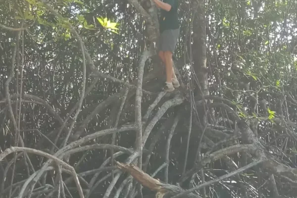 Jungle Trekking (4) Jungle Trekking (4)