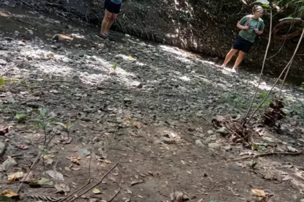 Jungle Trekking (9) Jungle Trekking (9)