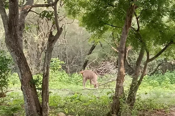 Safari Tour (5) Safari Tour (5)