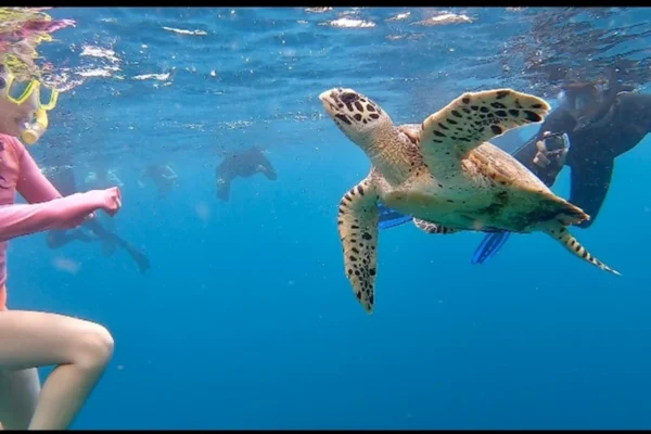 Snorkeling (14) Snorkeling (14)