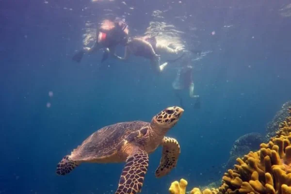 Snorkeling (15) Snorkeling (15)