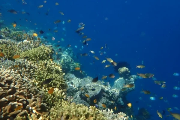Snorkeling (16) Snorkeling (16)