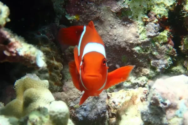 Snorkeling (2) Snorkeling (2)