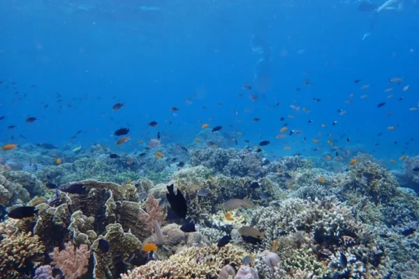 Snorkeling (21) Snorkeling (21)