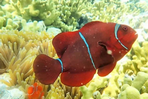 Snorkeling (22) Snorkeling (22)