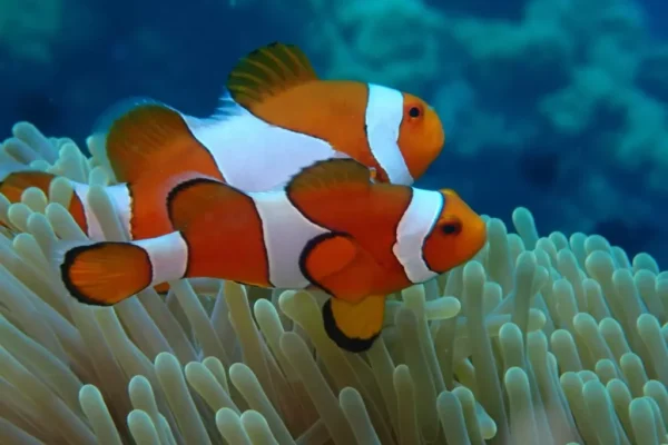 Snorkeling (4) Snorkeling (4)
