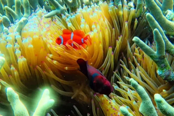 Snorkeling (6) Snorkeling (6)