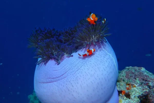 diving (11) diving (11)
