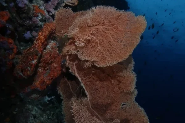 diving (12) diving (12)