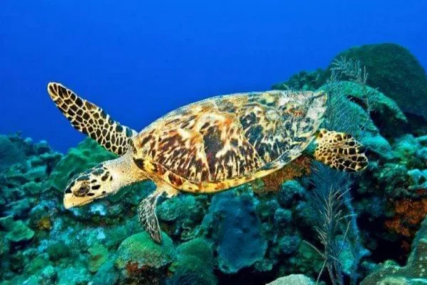 diving (15) diving (15)