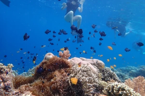 diving (2) diving (2)