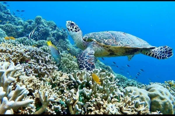 diving (6) diving (6)