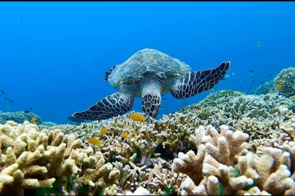 diving (8) diving (8)
